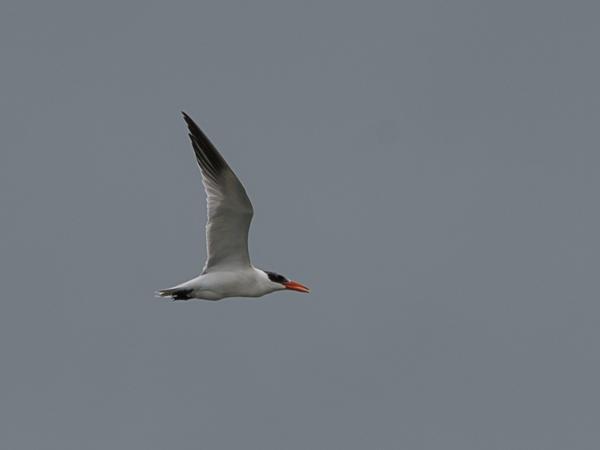<h3><a href="/trips/srilanka/biota/animalia/chordata/aves/024 charadriiformes/017 laridae/hydroprogne caspia/hydroprogne caspia-nl.html">Hydroprogne&nbsp;caspia</a> / Caspian&nbsp;tern / Reuzenstern</h3>NIKON D500 met AF-S Nikkor 80-400mm f/4.5-5.6G ED VR, 1/640 sec  bij F8.0, ISO 200, afstand 167&nbsp;m